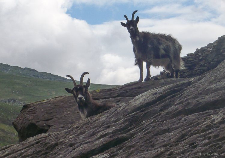 Goats and rocks - must be Tryfan then. © Haydn Williams 2014